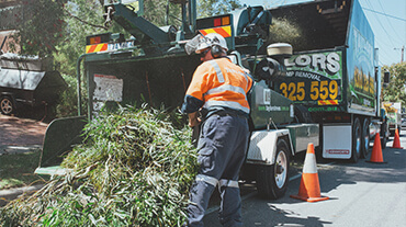 tree mulching in action